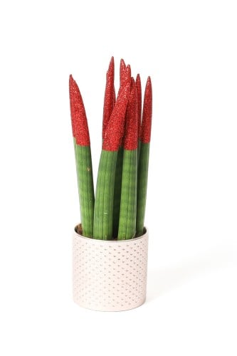 سنسيفيريا بأطراف لامعة أحمر