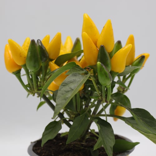 نبتة فلفل زينة مركن 12 سم