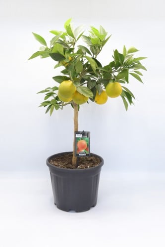 شتلة البرتقال