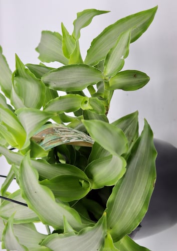 موردانيا مركن 15 سم