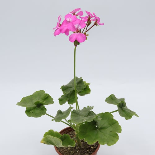 جيرانيوم 9 سم