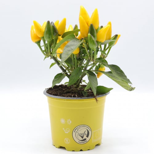 نبتة فلفل زينة مركن 12 سم