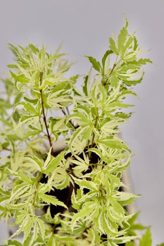 بونساي مركن 12 سم