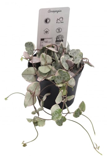 نبتة سلسلة القلوب الصغيرة