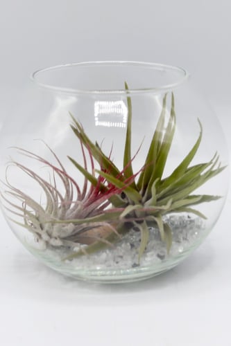 نبتة تيلاندسيا في فازة زجاجية مكشوفة