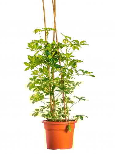 شفليرا جولد كابيلا 3 عود مركن 15 لتر