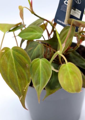 فيلودندرون مركن 12 سم