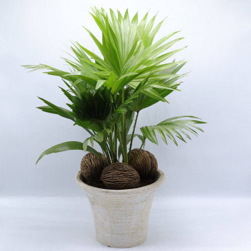 نخلة ليفستونا روتانديفوليا مع حجر زينة في مركن 19...