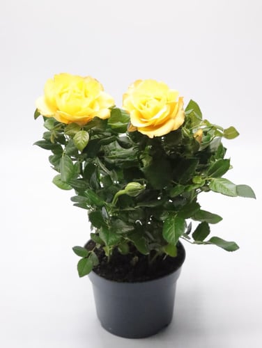 بيبي روز ( جوري قزمي ) مركن 10.50 سم