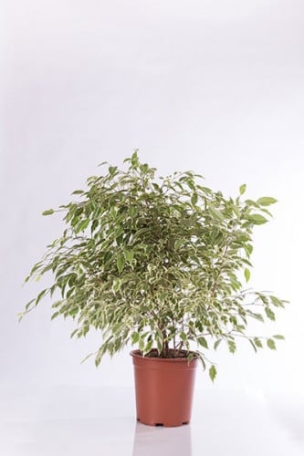 فيكس بنجامينا ستارلايت مركن 24 سم