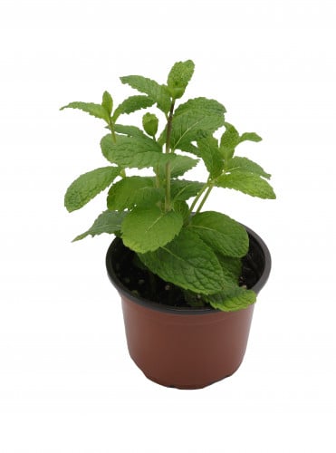 نعناع هولندى