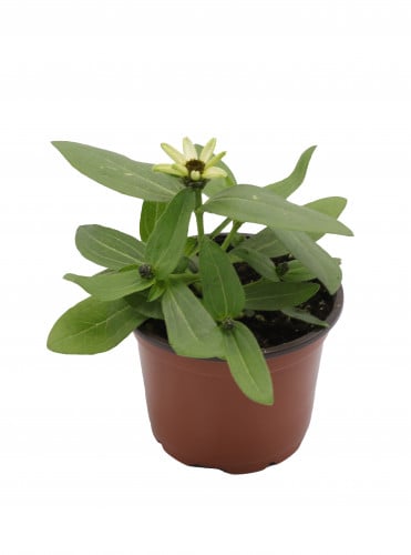 زينيا مركن 9 سم