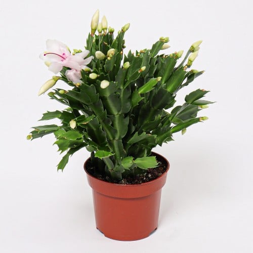 نبتة شلمبرجيرا لون ابيض مركن 13 سم