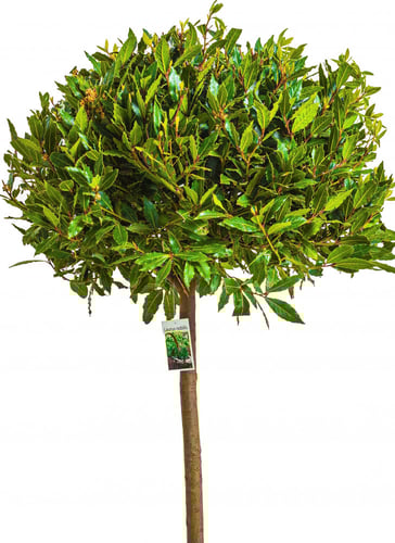 نبات الغار مستقيم صغير مركن 30 سم