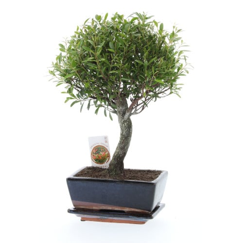 بونساي سيزيجوم في مركن متغير