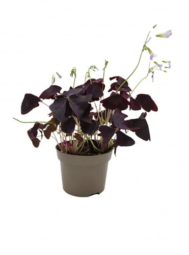 الشامروكس البنفسجي " الفراشات الثلاث " بدون مركن