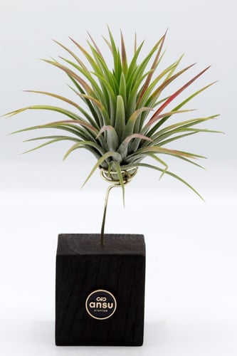 نبتة تيلاندسيا بقاعدة خشبية