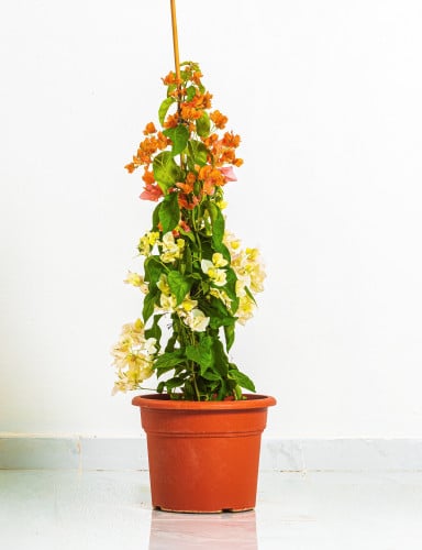 جهنميه 2 عود مركن 15 لتر اورانج