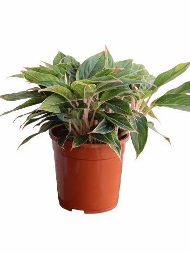 اجلونيما مركن 24 سم