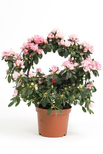 ازاليا وردي