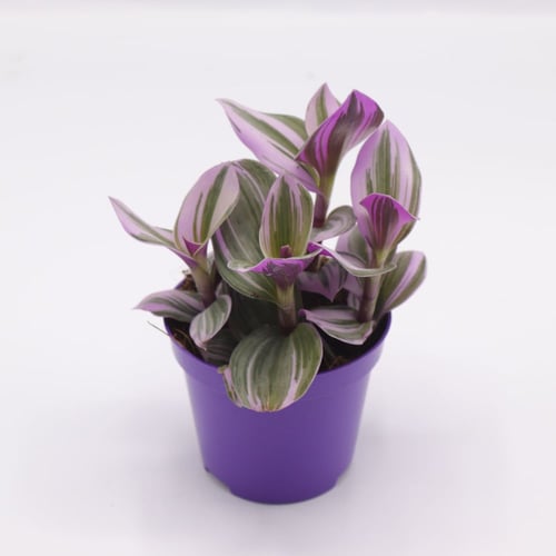 ترادسكانتيا صغيرة