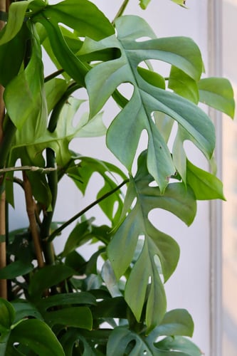 مونستيرا مركن 19 سم