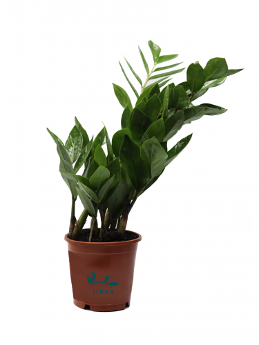 زاميا مركن 12 سم