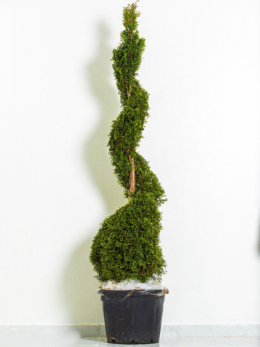 تويا حلزوني مركن 49 سم