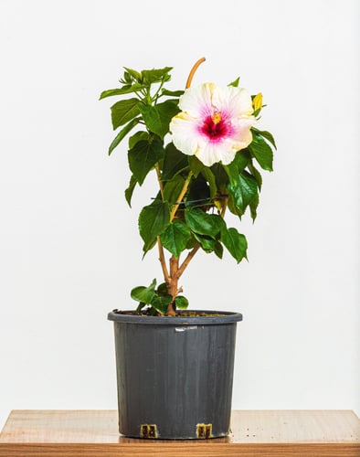 هايبسكس زهور بيضاء مركن 24 سم