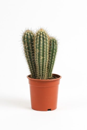 صبار شوكي مركن 17 سم