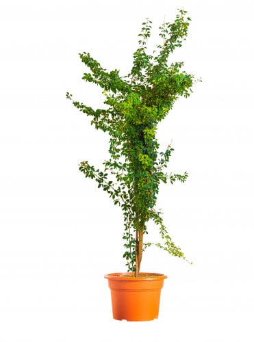 لوز هندي مركن 15 لتر