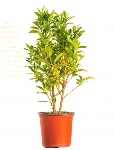 كروتون اكوبافيليا مركن 21 سم