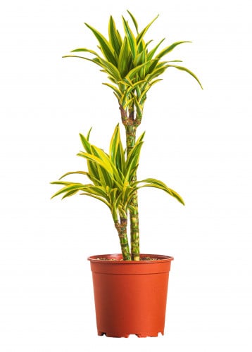 دراسينا ليمون لايم 2 عود مركن 21 سم