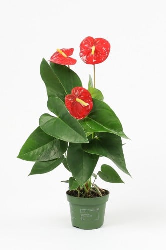 انثوريوم أحمر مركن 12 سم