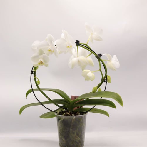 طوق اوركيد ابيض في حوض بلاستيك