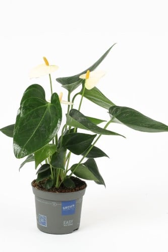 انثوريوم ابيض مركن 9 سم