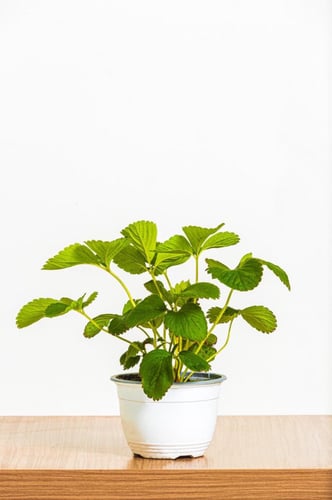 شتله فراوله مركن 15 سم علاقي