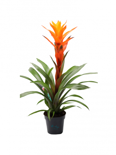 بروميليا ( جوزمانيا ) برتقالي مركن 12 سم