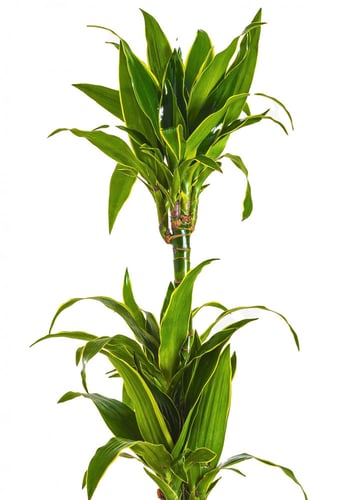 دراسينا ارتورو ( دورادو ) 3 عود مركن 27 سم