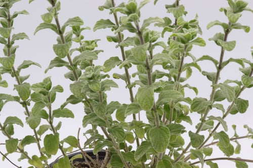 زعتر - مركن 12 سم