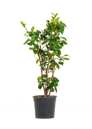 كاميليا مركن 15 سم