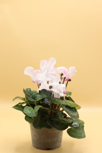 سايكلمن زهور بيضاء بأطراف ورديه