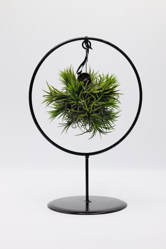 تيلاندسيا معلقه في حامل دائري