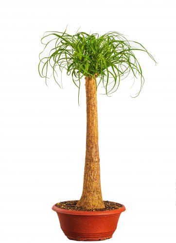 نولينا بوكارينا