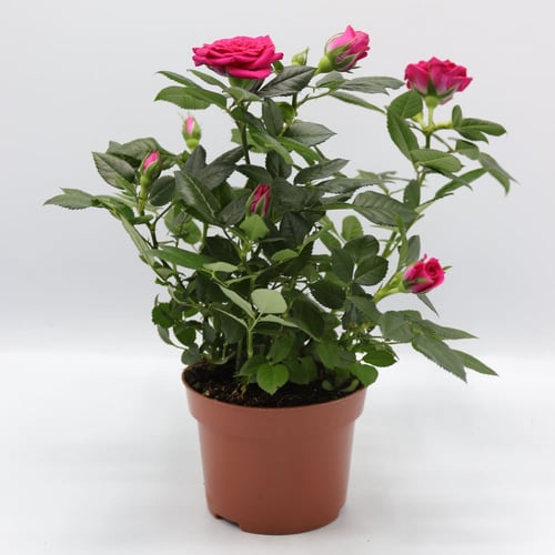 نبتة جوري داخلي " هولندي " مركن 10.50سم