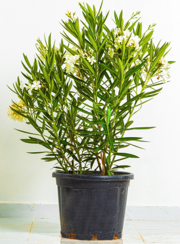 دفله زهور بيضاء مركن 35 لتر