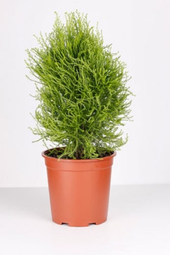 سرو عطري مركن 14 سم