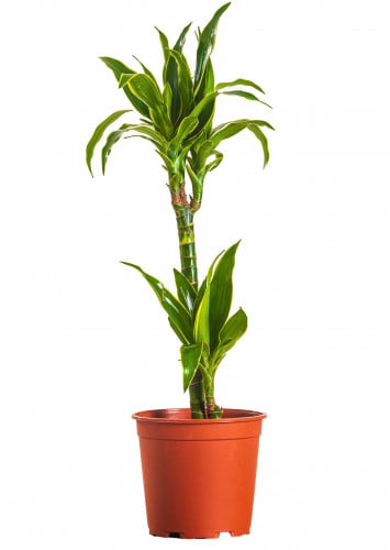 دراسينا ارتورو ( دورادو ) 2 عود مركن 21 سم