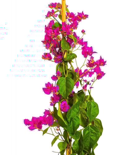 جهنميه عود واحد زهري