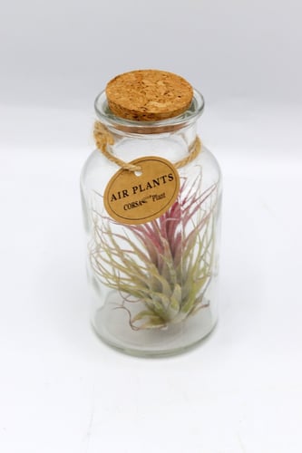 نبتة تيلاندسيا في فازة زجاجية بأطراف حمراء